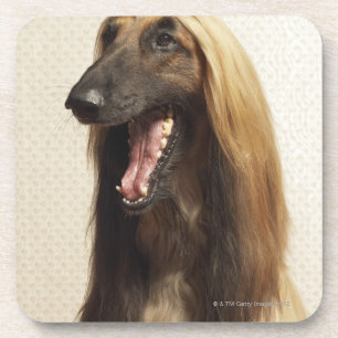 Afghan hound sitting in room coaster