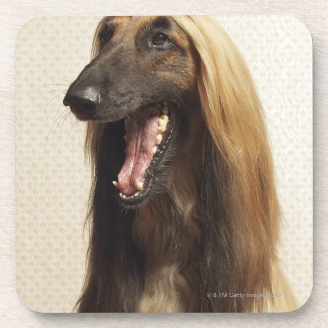 Afghan hound sitting in room coaster (Front)