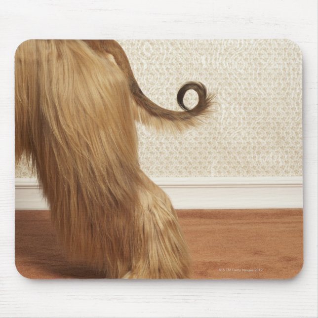 Afghan hound standing in room, end section mouse pad (Front)