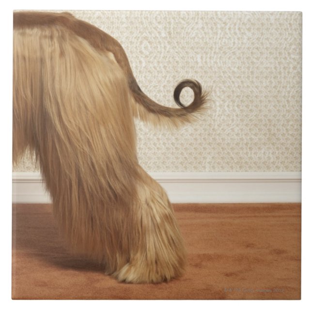 Afghan hound standing in room, end section tile (Front)