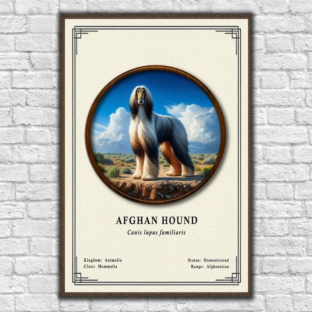 Afghan Hound Zoology Series Poster (Creator Uploaded)