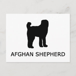 afghan shepherd silo w name postcard