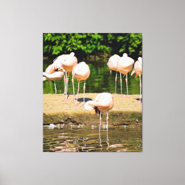 Africa African Animal Beak | Funny Flamingo Lovers Canvas Print (Front)
