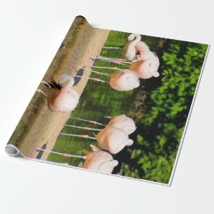 Africa African Animal Beak   Funny Flamingo Lovers Wrapping Paper
