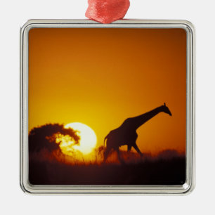 Africa, Botswana, Chobe National Park, Giraffe 2 Metal Ornament