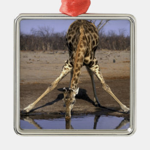 Africa, Botswana, Chobe National Park, Giraffe Metal Ornament