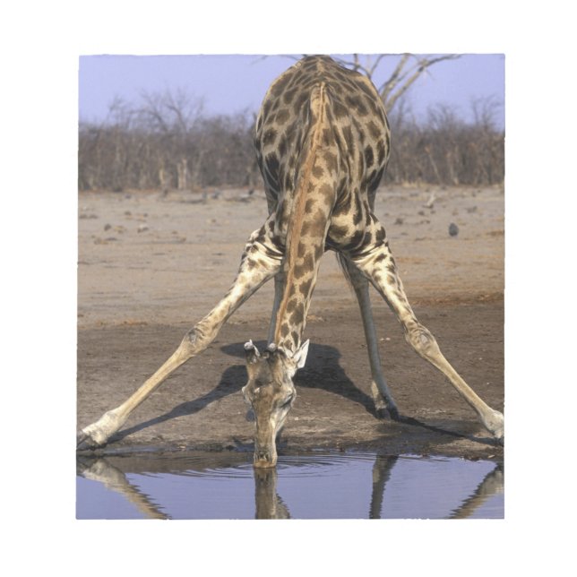 Africa, Botswana, Chobe National Park, Giraffe Notepad (Front)