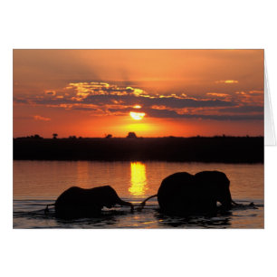 Africa, Botswana, Chobe National Park, Herd