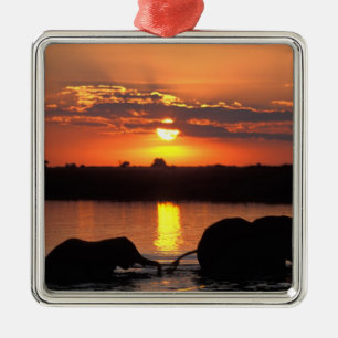 Africa, Botswana, Chobe National Park, Herd Metal Ornament