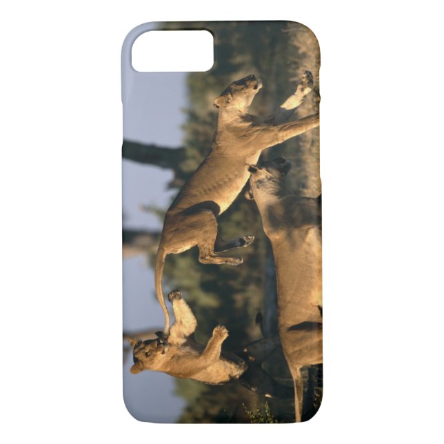 Africa, Botswana, Chobe National Park, Lionesses Case-Mate iPhone Case (Back)