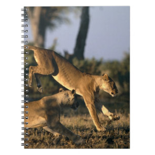 Africa, Botswana, Chobe National Park, Lionesses Notebook