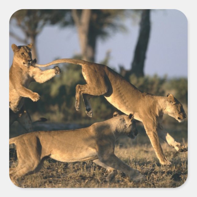 Africa, Botswana, Chobe National Park, Lionesses Square Sticker (Front)