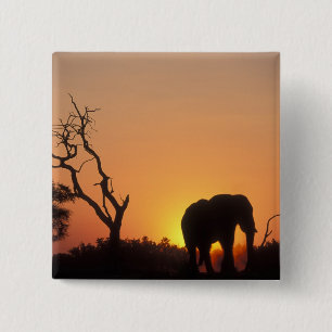 Africa, Botswana, Chobe National Park, Setting 2 Inch Square Button