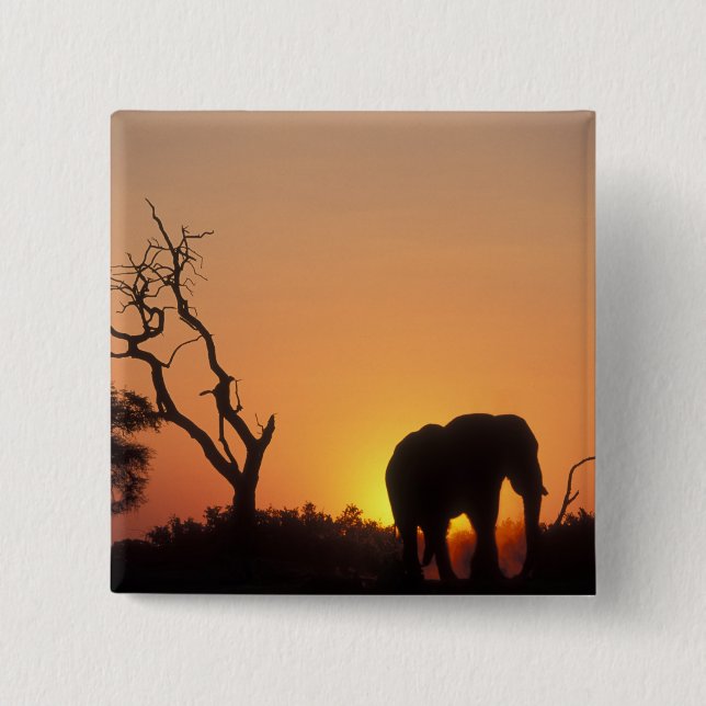 Africa, Botswana, Chobe National Park, Setting 2 Inch Square Button (Front)