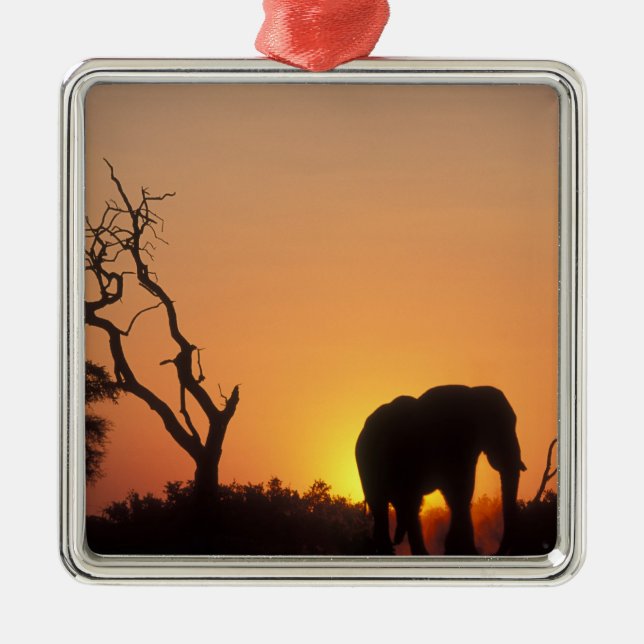 Africa, Botswana, Chobe National Park, Setting Metal Ornament (Front)