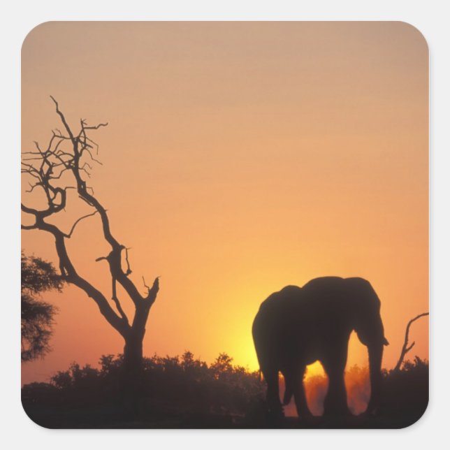 Africa, Botswana, Chobe National Park, Setting Square Sticker (Front)