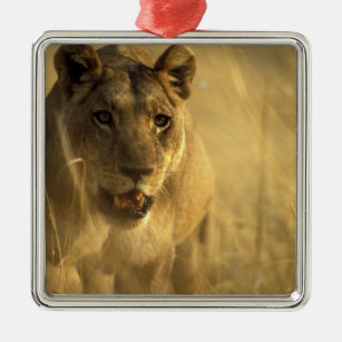 Africa, Botswana, Moremi Game Reserve, Lioness Metal Ornament
