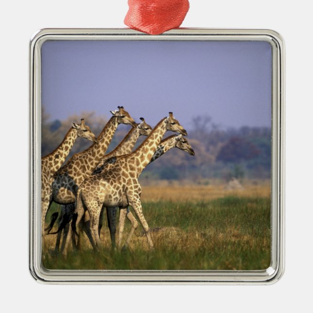 Africa, Botswana, Moremi Game Reserve Metal Ornament (Front)