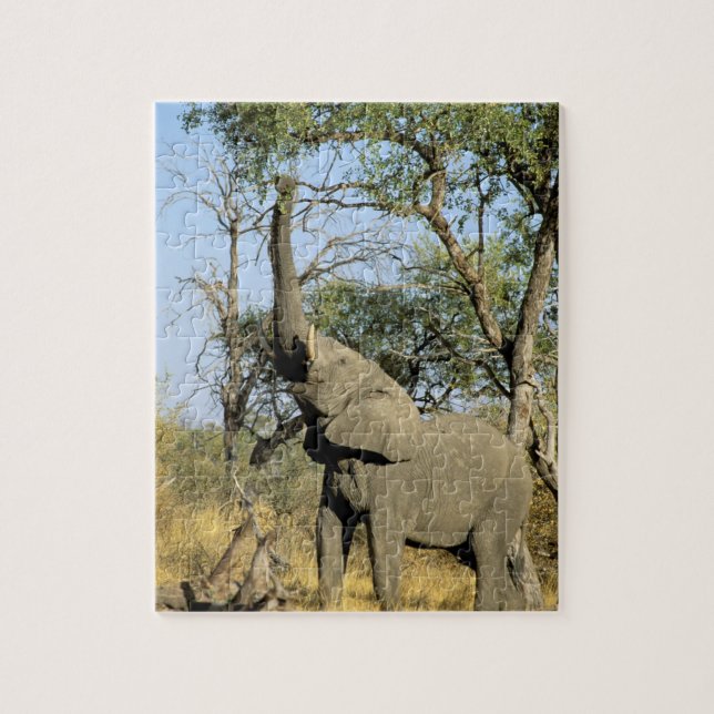 Africa, Botswana, Okavango Delta. African 2 Jigsaw Puzzle (Vertical)