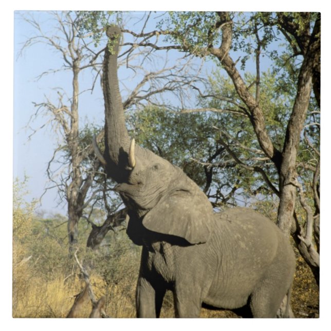 Africa, Botswana, Okavango Delta. African 2 Tile (Front)
