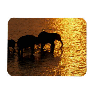 Africa, Botswana, Okavango Delta. African Magnet