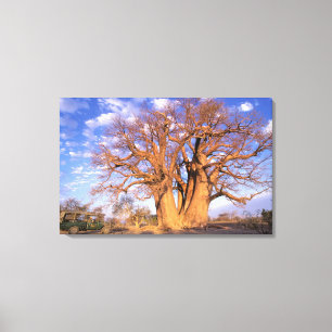 Africa, Botswana, Okavango Delta. Baobab Canvas Print