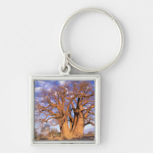 Africa, Botswana, Okavango Delta. Baobab Keychain