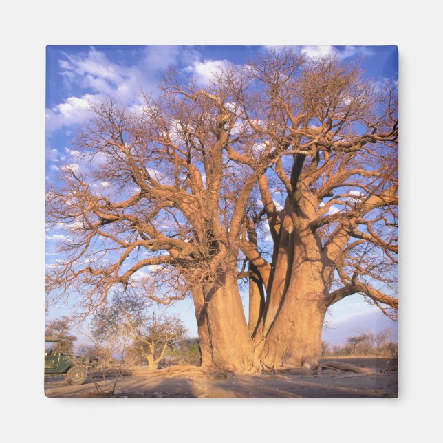 Africa, Botswana, Okavango Delta. Baobab Magnet (Front)