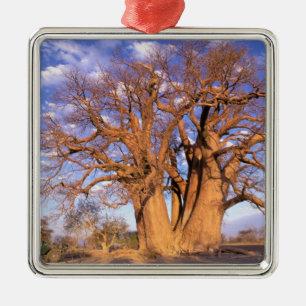 Africa, Botswana, Okavango Delta. Baobab Metal Ornament