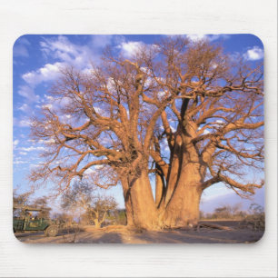 Africa, Botswana, Okavango Delta. Baobab Mouse Pad