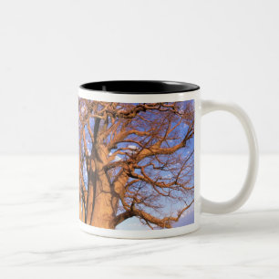 Africa, Botswana, Okavango Delta. Baobab Two-Tone Coffee Mug