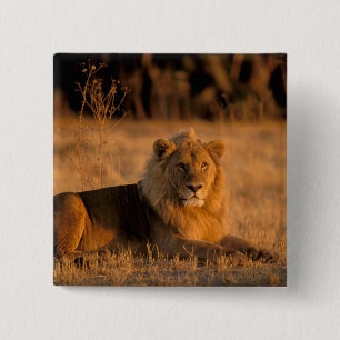 Africa, Botswana, Okavango Delta. Lion (Panthera 2 Inch Square Button
