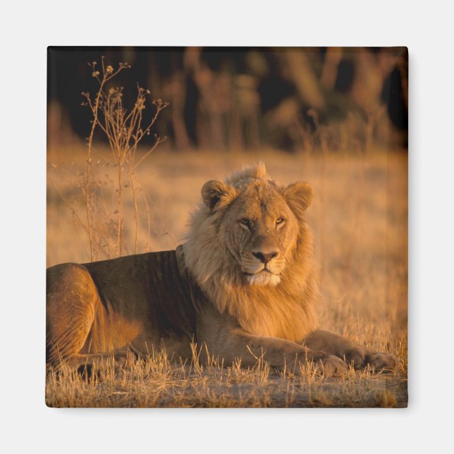 Africa, Botswana, Okavango Delta. Lion (Panthera Magnet (Front)