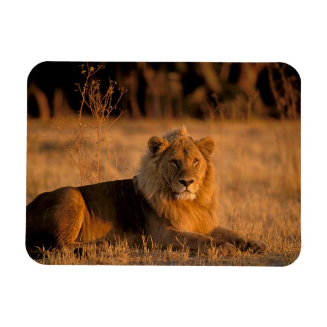 Africa, Botswana, Okavango Delta. Lion (Panthera Magnet (Horizontal)