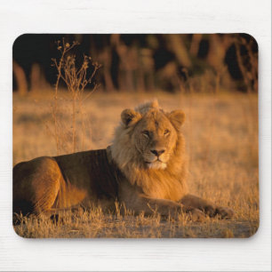 Africa, Botswana, Okavango Delta. Lion (Panthera Mouse Pad