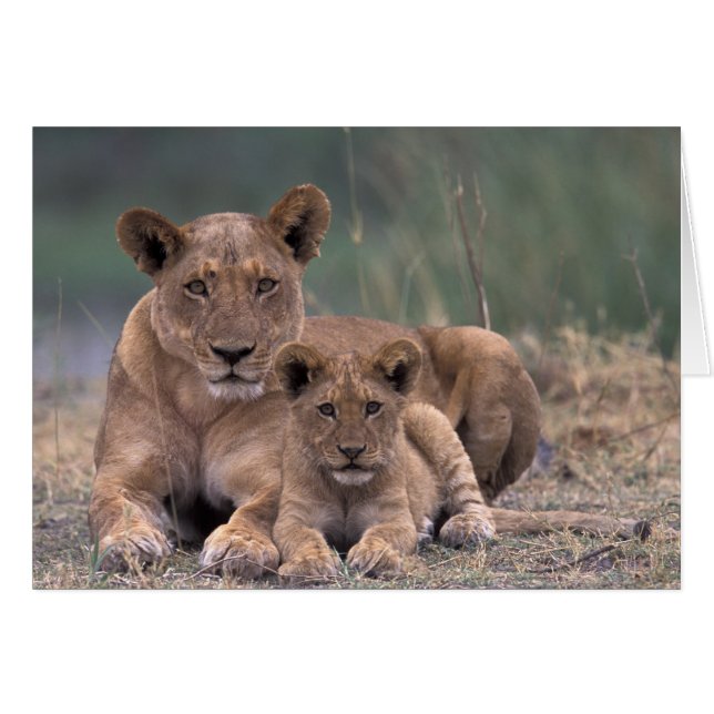 Africa, Botswana, Okavango Delta. Lions (Front Horizontal)