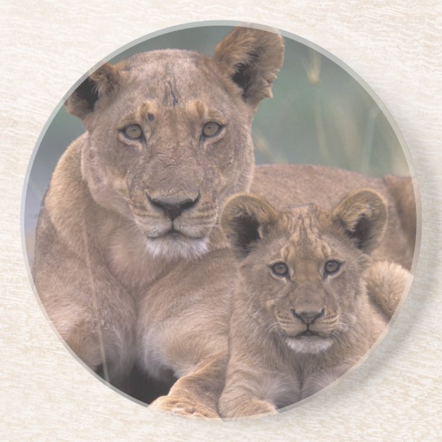 Africa, Botswana, Okavango Delta. Lions Coaster (Front)