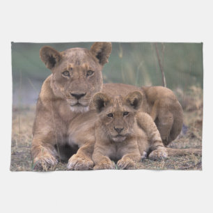 Africa, Botswana, Okavango Delta. Lions Kitchen Towel