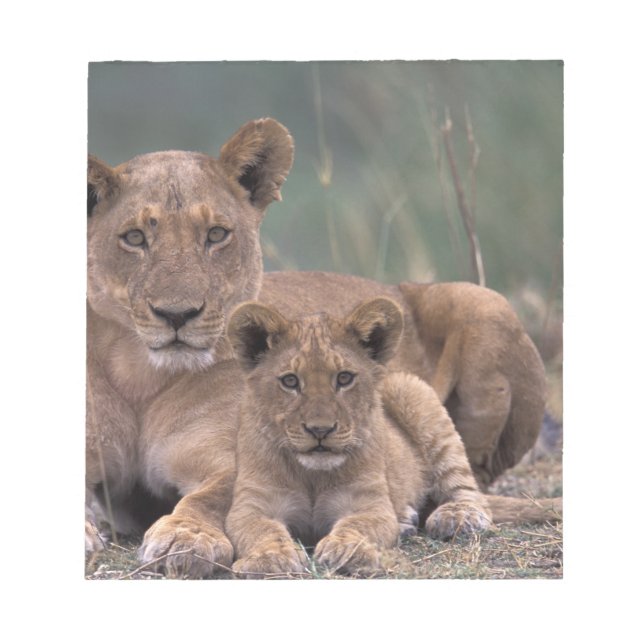 Africa, Botswana, Okavango Delta. Lions Notepad (Front)