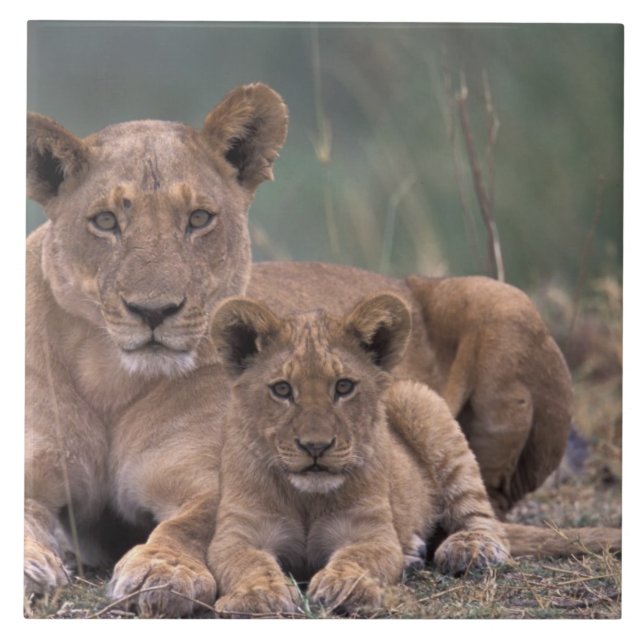 Africa, Botswana, Okavango Delta. Lions Tile (Front)