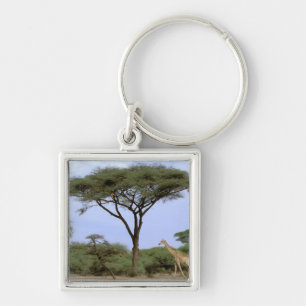 Africa, Botswana, Okavango Delta. Southern Keychain