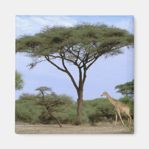Africa, Botswana, Okavango Delta. Southern Magnet