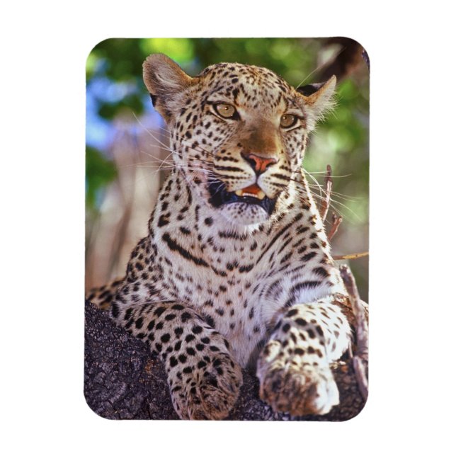 Africa, Botswana, Okvango Delta, wild leopard. 2 Magnet (Vertical)