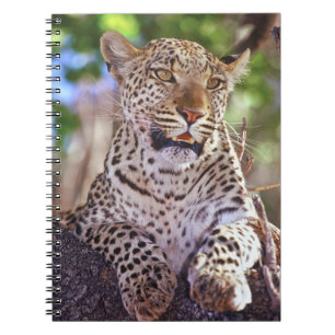 Africa, Botswana, Okvango Delta, wild leopard. 2 Notebook