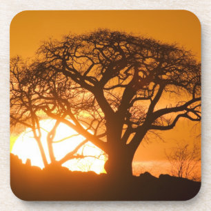 Africa, Botswana, Setting sun silhouettes Baobab Coaster