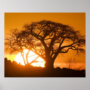 Africa, Botswana, Setting sun silhouettes Baobab Poster