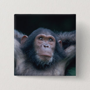 Africa, East Africa, Tanzania, Gombe National 2 Inch Square Button