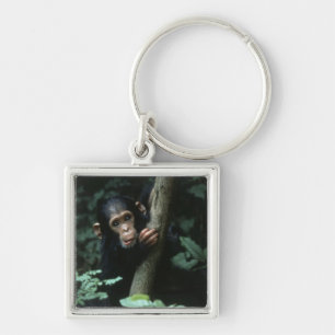 Africa, East Africa, Tanzania, Gombe National Keychain