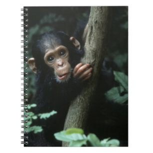 Africa, East Africa, Tanzania, Gombe National Notebook