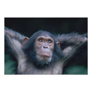 Africa, East Africa, Tanzania, Gombe National Photo Print